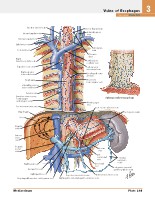Frank H. Netter, MD - Atlas of Human Anatomy (6th ed ) 2014, page 264